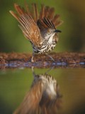 Long-Billed Thrasher  Texas  USA