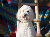 Goldendoodle Sitting on Southwestern Blanket with Wooden Ladder and Red Chilies  New Mexico  USA