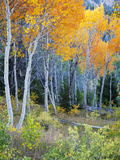 Aspens  Sawtooth National Recreation Area  Idaho  USA
