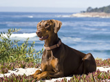 A Doberman Pinscher  Carmel Beach  California  USA