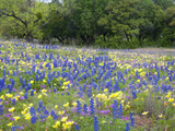 Bluebonnets and Phlox  Hill Country  Texas  USA