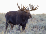 Bull Moose  Grand Teton National Park  Wyoming  USA