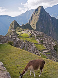 Llamas Have Taken Residence Amongst the Agricultural Terraces  Machu Picchu  Peru