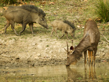 Sambar  Madhya Pradesh  Kanha National Park  India