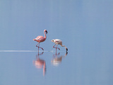 Lesser Flamingoes (Phoenicopterus Minor)  Lake Nakuru  Kenya