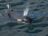 Orca  Frederick Sound  Alaska  USA