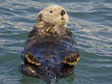 Sea Otter  Prince William Sound  Alaska  USA