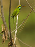 Green Bee-Eater  Madhya Pradesh  Kanha National Park  India