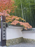 Tenryuji Temple Garden  Sagano  Arashiyama  Kyoto  Japan
