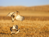 Male Prairie Chickens at Lek in Loup County  Nebraska  USA