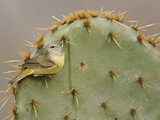 Orange-Crowned Warbler  Texas  USA