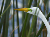 Great Egret Hunting in Soft Stem Bulrush  Ardea Alba  Viera Wetlands  Florida  USA