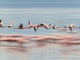 Lesser Flamingoes (Phoenicopterus Minor)  Lake Nakuru  Kenya