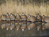 Northern Bobwhite  Texas  USA