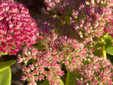 Honey Bee Feeding on Sedum Spectabile Plant  England