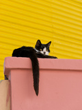 Cat Resting on Pillar  Barrio La Boca  Buenos Aires  Argentina