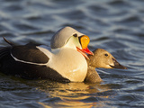 King Eiders  Arctic National Wildlife Refuge  Alaska  USA
