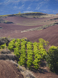 Vineyards  Bobadilla  Spain
