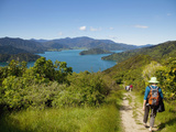 Queen Charlotte Track  Marlborough Sounds  South Island  New Zealand