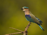 Indian Roller  Bandhavgarh National Park  India