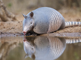 Nine-Banded Armadillo  Texas  USA