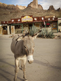 Route 66  Oatman  Arizona  USA