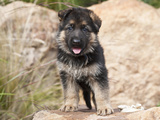 German Shepherd Puppy Standing on a Boulder  New Mexico  USA