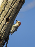 Red-Bellied Woopecker in Tree Near Kearney  Nebraska  USA