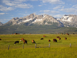 Grazing Cattle  Sawtooth National Recreation Area  Idaho  USA