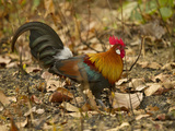 Red Junglefowl  Madhya Pradesh  Kanha National Park  India