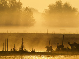 White-Tailed Deer Crossing Water Along Fence Line at Sunrise  Central Florida  USA