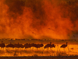 Sandhill Cranes  Bosque Del Apache National Wildlife Refuge  New Mexico  USA