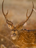 Spotted Deer  Madhya Pradesh  Kanha National Park  India