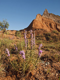 Gayfeather  Palo Duro Canyon State Park  Texas  USA
