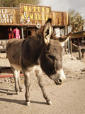 Route 66  Oatman  Arizona  USA