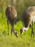 Sandhill Crane Feeding with Chick  Grus Canadensis  Viera Wetlands  Florida  USA