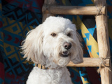 Portrait of a Goldendoodle Against a Southwestern Blanket and Wooden Ladder  New Mexico  USA
