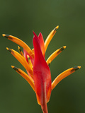 False Bird-Of-Paradise Flower (Heliconia Psittacorum)  Nadi  Viti Levu  Fiji  South Pacific