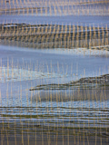 Bamboo Sticks in the Seaweed Farm at Sunrise  East China Sea  Xiapu  Fujian  China
