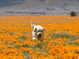 Yellow Labrador Retriever and Field of Poppies  Antelope Valley  California  USA