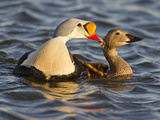 King Eiders  Arctic National Wildlife Refuge  Alaska  USA