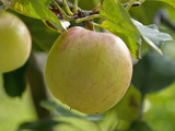 James Grieve Eating Apple Tree in Garden  England