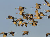 Sandhill Cranes Leave Corn Fields  Heading to Platte River  Near Kearney  Nebraska  USA