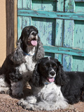 Two Cocker Spaniels in Front of an Old Southwestern Style Doorway  New Mexico  USA
