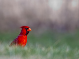 Northern Cardinal in Loup County  Nebraska  USA