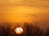 Sandhill Cranes Silhouetted Aginst Rising Sun  Leaving Platte River  Near Kearney  Nebraska  USA