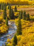 Gunnison National Forest  Colorado  USA