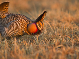 Male Prairie Chickens at Lek in Loup County  Nebraska  USA