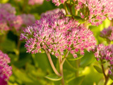 Sedum Spectabile in Flower  England