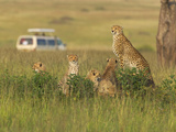 Cheetah (Acinonyx Jubatus) with Safari Jeep in the Grass  Maasai Mara National Reserve  Kenya